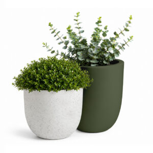 CANNA 5 01 Canna olive white stone