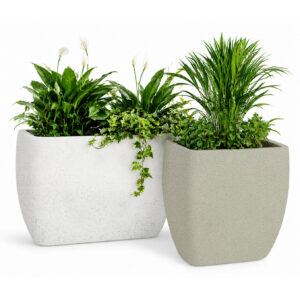 ECHIUM 7 01 Echium whitebeigestone