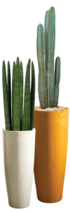 OLEA
