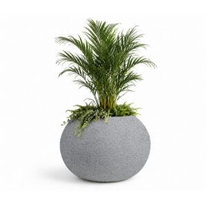 ARMERIA 4 Armeria grey stone